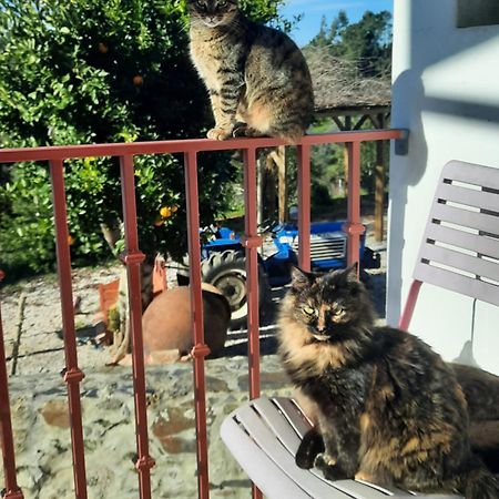 Sertã Quinta Quatro Ventos B&B 외부 사진